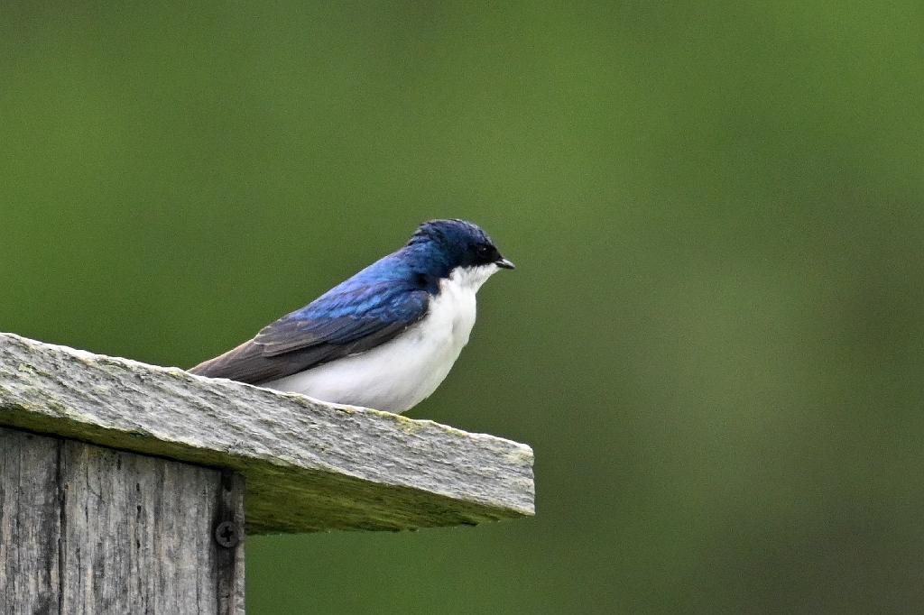 2025-05087887 Ipswitch River Wildlife Sanctuary, MA.JPG - Tree Swallow. Ipswitch River Wildlife Refuge, MA, 5-8-2025
